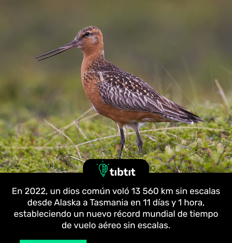 En 2022, un dios común voló 13 560 km sin escalas desde Alaska a Tasmania en 11 días y 1 hora, estableciendo un nuevo récord mundial de tiempo de vuelo aéreo sin escalas.