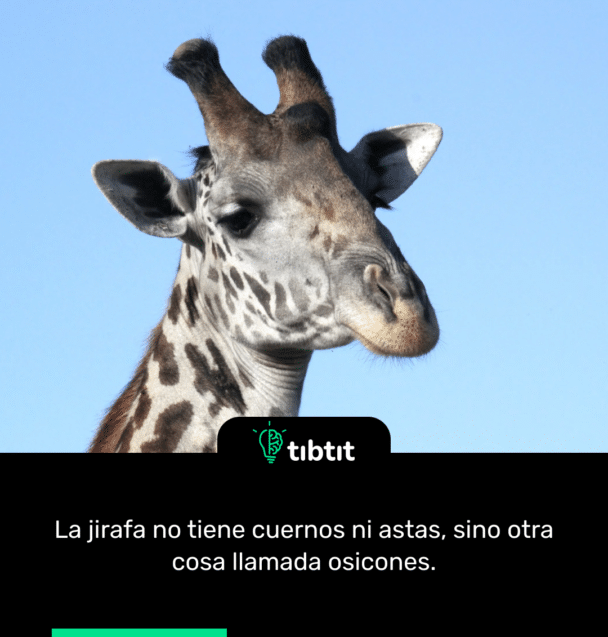 La jirafa no tiene cuernos ni astas, sino otra cosa llamada osicones.