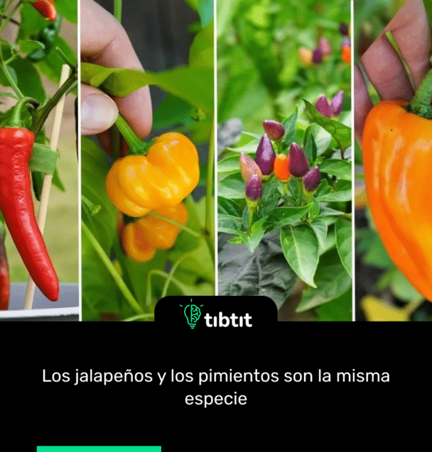 Los jalapeños y los pimientos son la misma especie.