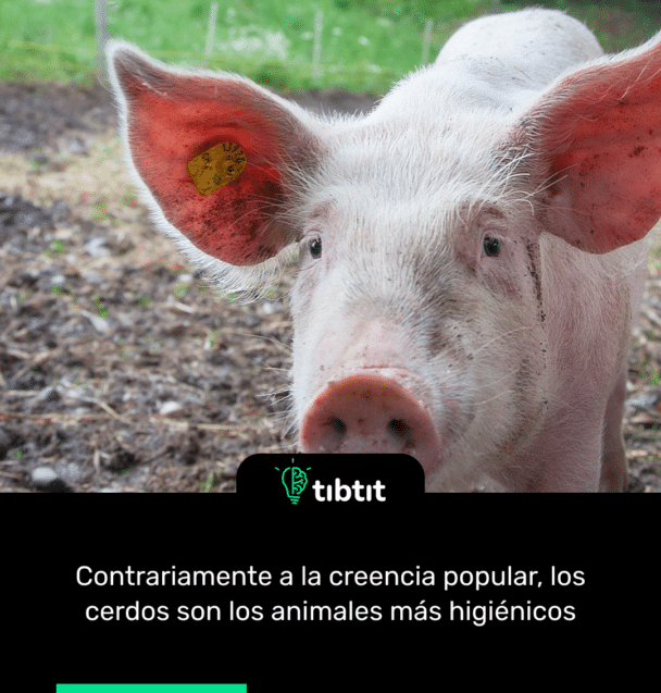 Contrariamente a la creencia popular, los cerdos son los animales más higiénicos.