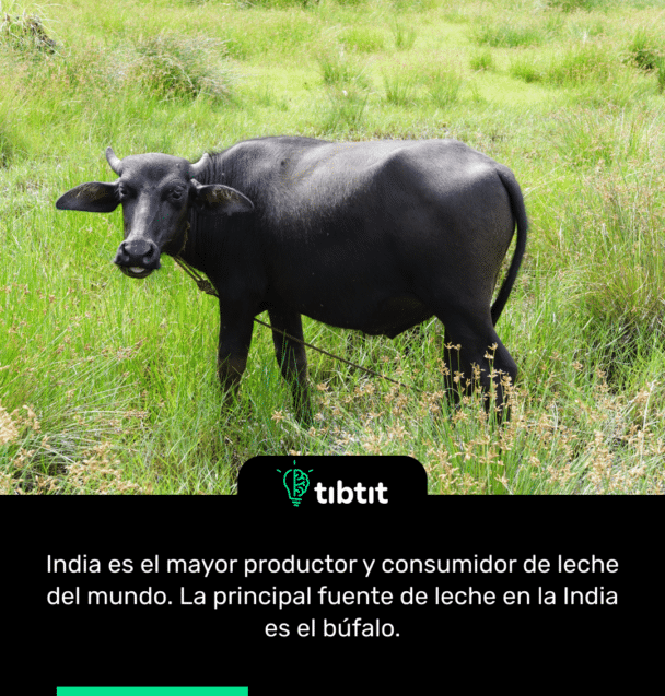 India es el mayor productor y consumidor de leche del mundo. La principal fuente de leche en la India es el búfalo.