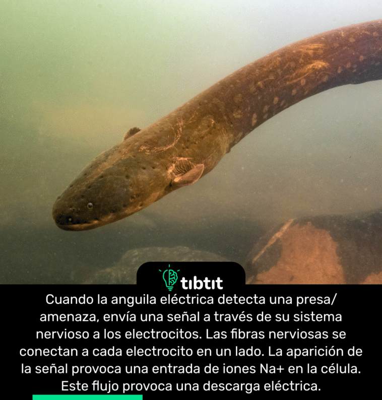 Cuando la anguila eléctrica detecta una presa/amenaza, envía una señal a través de su sistema nervioso a los electrocitos. Las fibras nerviosas se conectan a cada electrocito en un lado. La aparición de la señal provoca una entrada de iones Na+ en la célula. Este flujo provoca una descarga eléctrica.