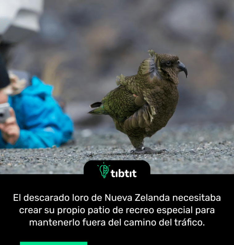 El descarado loro de Nueva Zelanda necesitaba crear su propio patio de recreo especial para mantenerlo fuera del camino del tráfico.