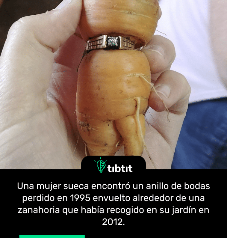 Una mujer sueca encontró un anillo de bodas perdido en 1995 envuelto alrededor de una zanahoria que había recogido en su jardín en 2012.