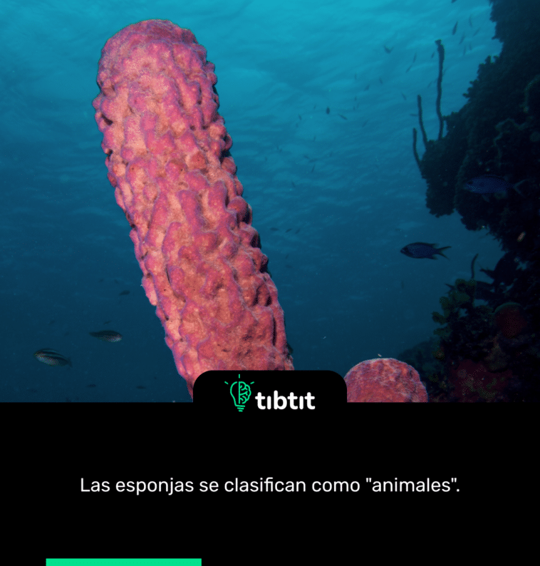 Las esponjas se clasifican como "animales".