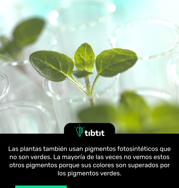 Las plantas también usan pigmentos fotosintéticos que no son verdes. La mayoría de las veces no vemos estos otros pigmentos porque sus colores son superados por los pigmentos verdes.⁠