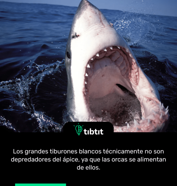 Los grandes tiburones blancos técnicamente no son depredadores del ápice, ya que las orcas se alimentan de ellos.