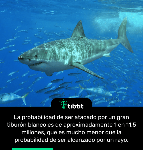La probabilidad de ser atacado por un gran tiburón blanco es de aproximadamente 1 en 11,5 millones, que es mucho menor que la probabilidad de ser alcanzado por un rayo.