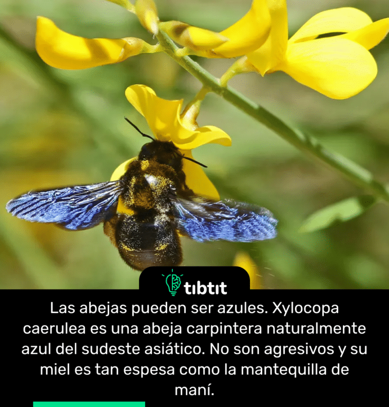 Las abejas pueden ser azules. Xylocopa caerulea es una abeja carpintera naturalmente azul del sudeste asiático. No son agresivos y su miel es tan espesa como la mantequilla de maní.