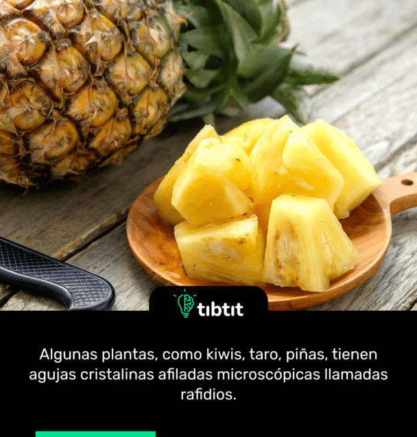Algunas plantas, como kiwis, taro, piñas, tienen agujas cristalinas afiladas microscópicas llamadas rafidios.