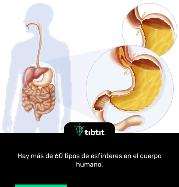 Hay más de 60 tipos de esfínteres en el cuerpo humano.
