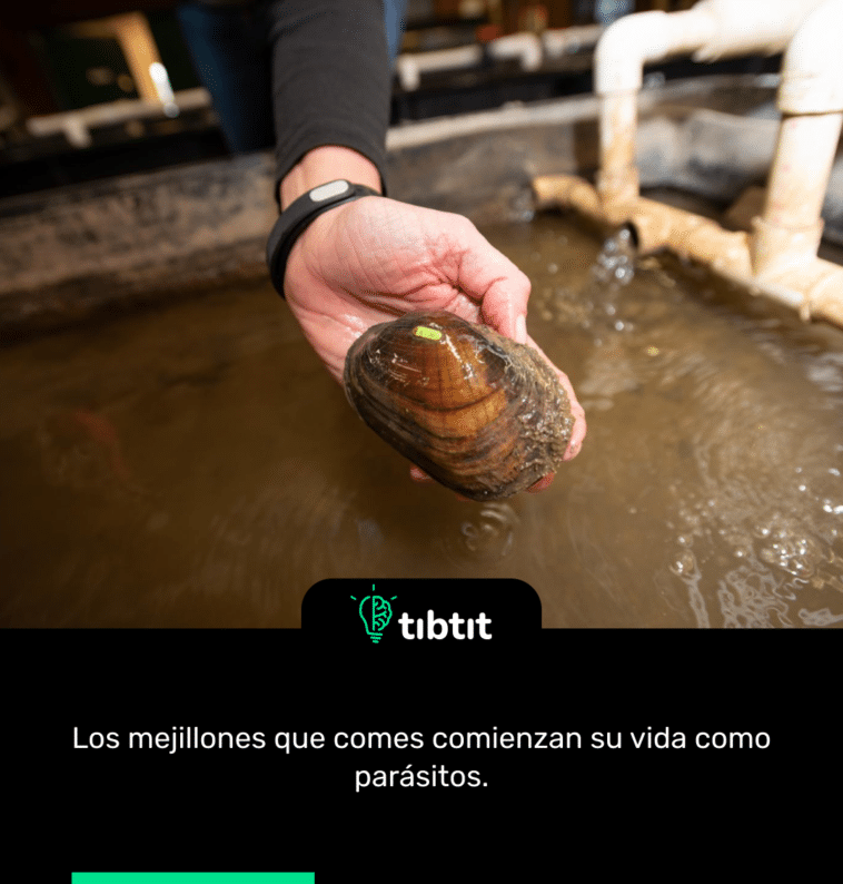 Los mejillones que comes comienzan su vida como parásitos.