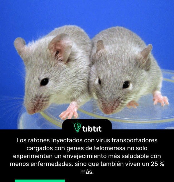 Los ratones inyectados con virus transportadores cargados con genes de telomerasa no solo experimentan un envejecimiento más saludable con menos enfermedades, sino que también viven un 25 % más.