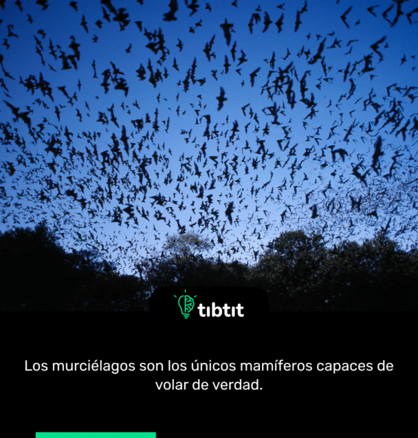 Los murciélagos son los únicos mamíferos capaces de volar de verdad.