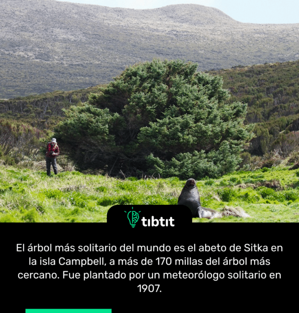 El árbol más solitario del mundo es el abeto de Sitka en la isla Campbell, a más de 170 millas del árbol más cercano. Fue plantado por un meteorólogo solitario en 1907.