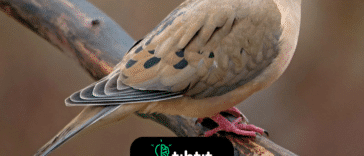 Nikola Tesla nunca se casó, pero afirmó haberse enamorado de una paloma blanca. Después de que la paloma murió, les dijo a sus amigos que sentía que el trabajo de su vida había llegado a su fin. “Yo amaba a esa paloma como un hombre ama a una mujer, y ella me amaba a mí. Mientras la tuve, mi vida tenía un propósito".