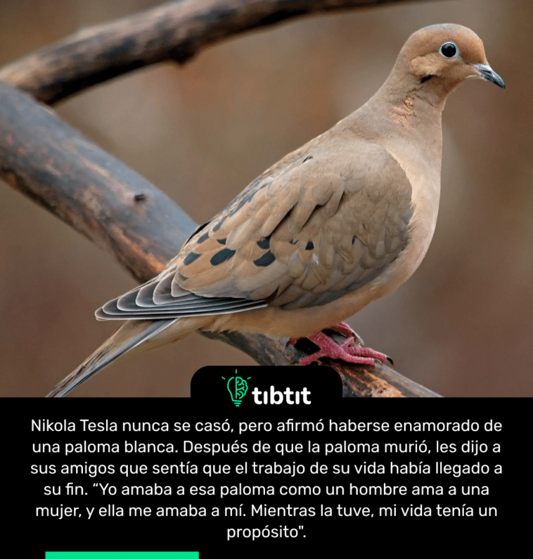 Nikola Tesla nunca se casó, pero afirmó haberse enamorado de una paloma blanca. Después de que la paloma murió, les dijo a sus amigos que sentía que el trabajo de su vida había llegado a su fin. “Yo amaba a esa paloma como un hombre ama a una mujer, y ella me amaba a mí. Mientras la tuve, mi vida tenía un propósito".