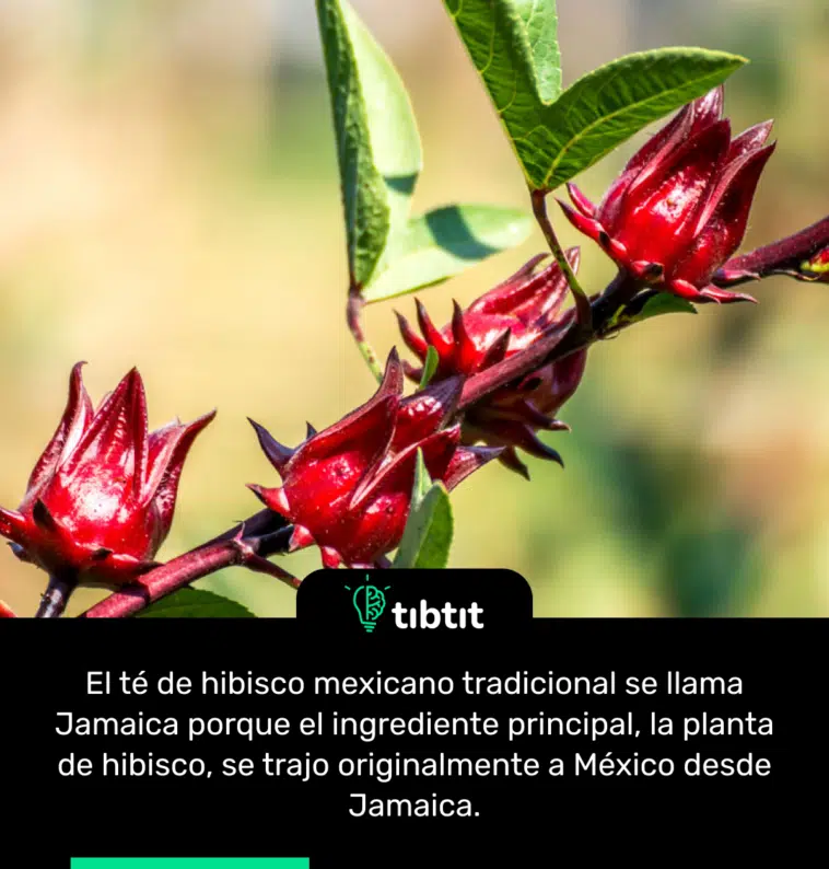 El té de hibisco mexicano tradicional se llama Jamaica porque el ingrediente principal, la planta de hibisco, se trajo originalmente a México desde Jamaica.