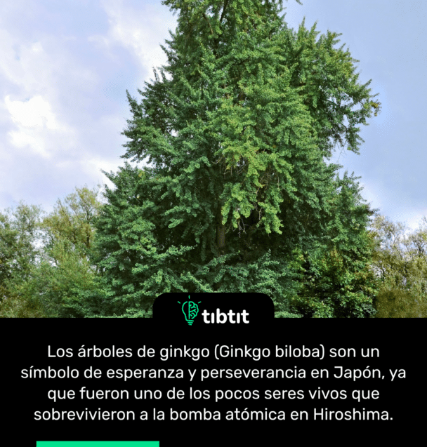 Los árboles de ginkgo (Ginkgo biloba) son un símbolo de esperanza y perseverancia en Japón, ya que fueron uno de los pocos seres vivos que sobrevivieron a la bomba atómica en Hiroshima.