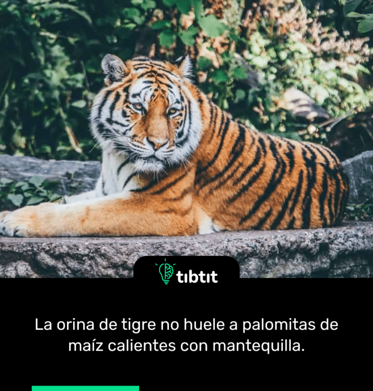 La orina de tigre no huele a palomitas de maíz calientes con mantequilla.