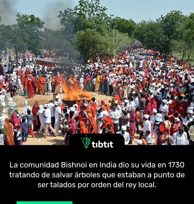 La comunidad Bishnoi en India dio su vida en 1730 tratando de salvar árboles que estaban a punto de ser talados por orden del rey local.