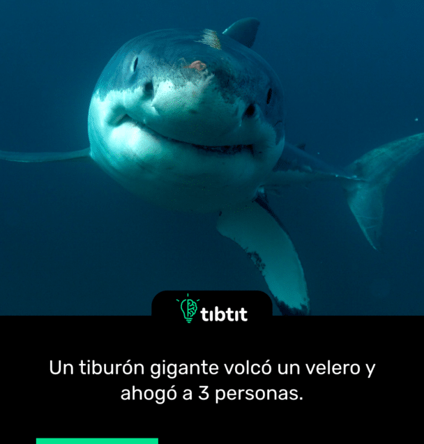 Un tiburón gigante volcó un velero y ahogó a 3 personas.