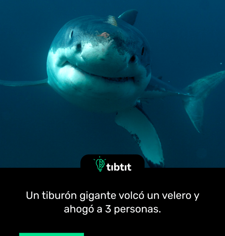 Un tiburón gigante volcó un velero y ahogó a 3 personas.