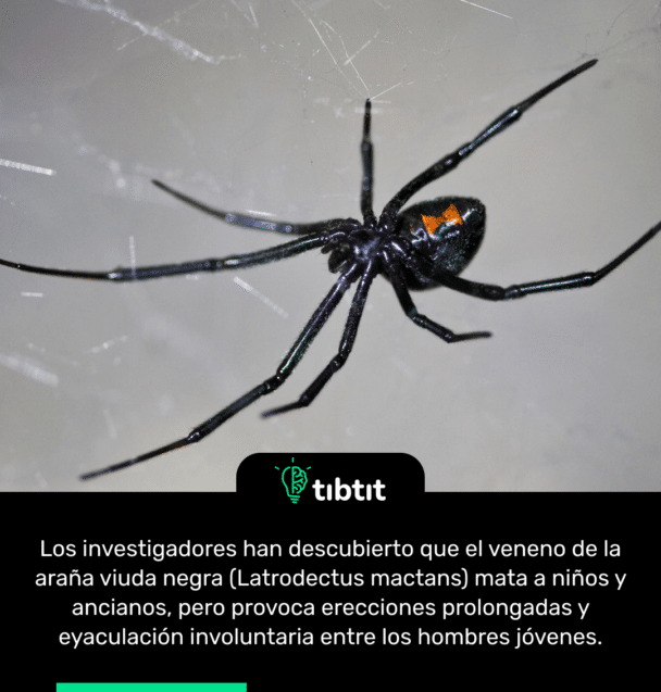 Los investigadores han descubierto que el veneno de la araña viuda negra (Latrodectus mactans) mata a niños y ancianos, pero provoca erecciones prolongadas y eyaculación involuntaria entre los hombres jóvenes.