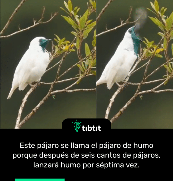Este pájaro se llama el pájaro de humo porque después de seis cantos de pájaros, lanzará humo por séptima vez.