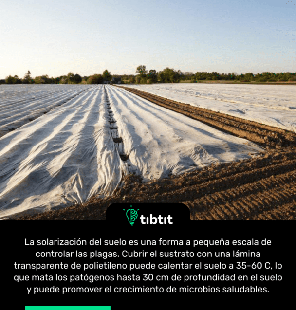 La solarización del suelo es una forma a pequeña escala de controlar las plagas. Cubrir el sustrato con una lámina transparente de polietileno puede calentar el suelo a 35-60 C, lo que mata los patógenos hasta 30 cm de profundidad en el suelo y puede promover el crecimiento de microbios saludables.