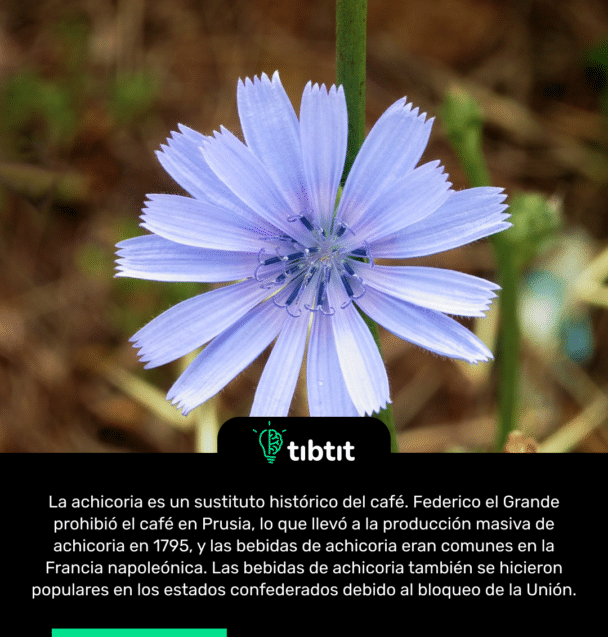 La achicoria es un sustituto histórico del café. Federico el Grande prohibió el café en Prusia, lo que llevó a la producción masiva de achicoria en 1795, y las bebidas de achicoria eran comunes en la Francia napoleónica. Las bebidas de achicoria también se hicieron populares en los estados confederados debido al bloqueo de la Unión.