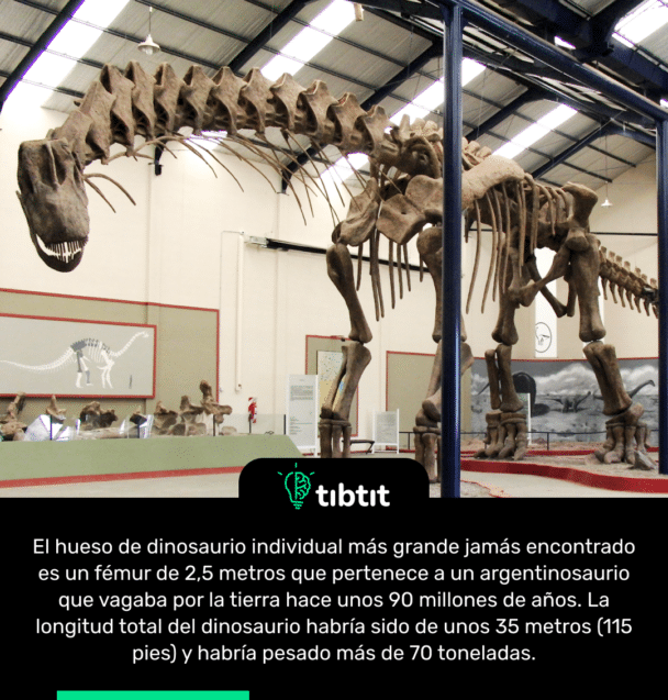 El hueso de dinosaurio individual más grande jamás encontrado es un fémur de 2,5 metros que pertenece a un argentinosaurio que vagaba por la tierra hace unos 90 millones de años. La longitud total del dinosaurio habría sido de unos 35 metros (115 pies) y habría pesado más de 70 toneladas.