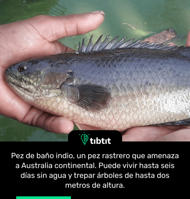 Pez de baño indio, un pez rastrero que amenaza a Australia continental. Puede vivir hasta seis días sin agua y trepar árboles de hasta dos metros de altura.