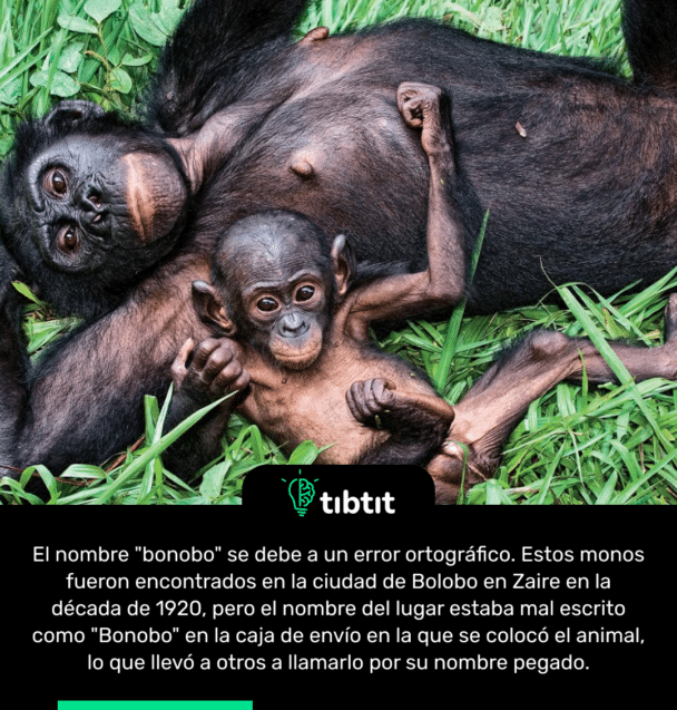 El nombre "bonobo" se debe a un error ortográfico. Estos monos fueron encontrados en la ciudad de Bolobo en Zaire en la década de 1920, pero el nombre del lugar estaba mal escrito como "Bonobo" en la caja de envío en la que se colocó el animal, lo que llevó a otros a llamarlo por su nombre pegado.