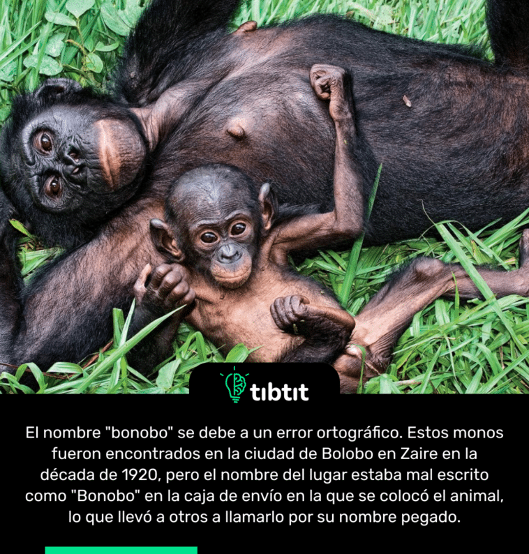 El nombre "bonobo" se debe a un error ortográfico. Estos monos fueron encontrados en la ciudad de Bolobo en Zaire en la década de 1920, pero el nombre del lugar estaba mal escrito como "Bonobo" en la caja de envío en la que se colocó el animal, lo que llevó a otros a llamarlo por su nombre pegado.