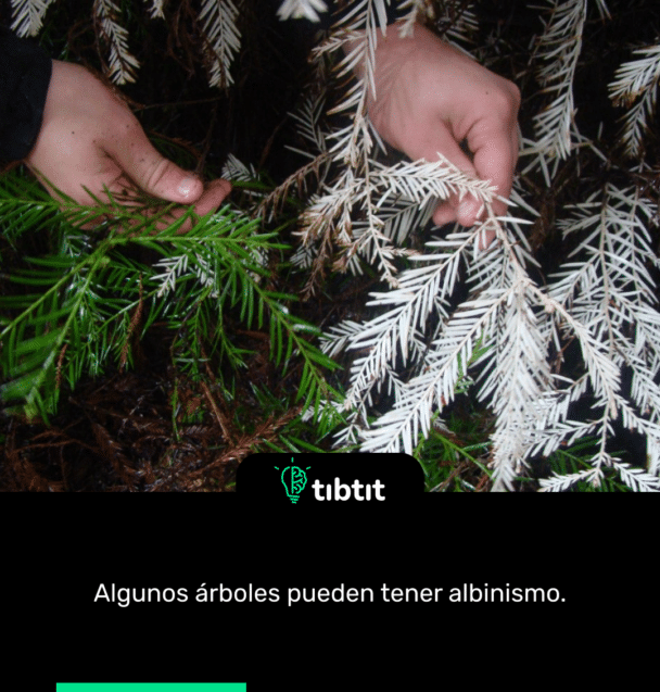 Algunos árboles pueden tener albinismo.