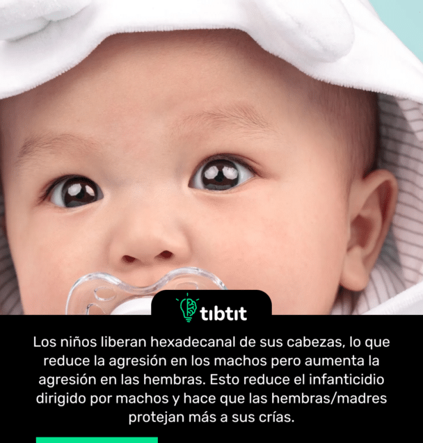 Los niños liberan hexadecanal de sus cabezas, lo que reduce la agresión en los machos pero aumenta la agresión en las hembras. Esto reduce el infanticidio dirigido por machos y hace que las hembras/madres protejan más a sus crías.