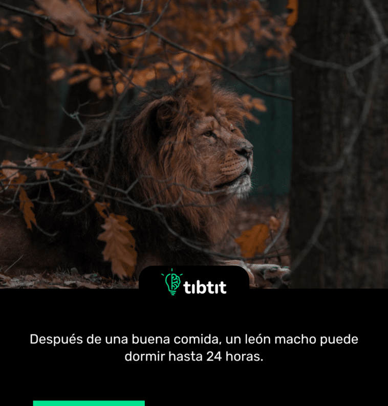 Después de una buena comida, un león macho puede dormir hasta 24 horas.