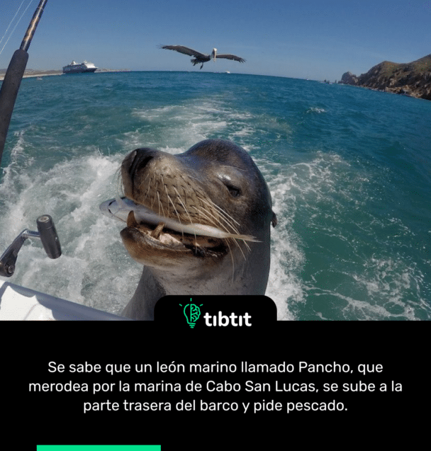 Se sabe que un león marino llamado Pancho, que merodea por la marina de Cabo San Lucas, se sube a la parte trasera del barco y pide pescado.