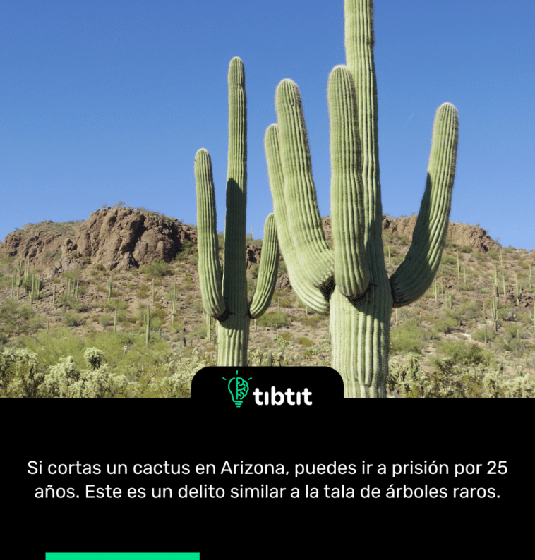 Si cortas un cactus en Arizona, puedes ir a prisión por 25 años. Este es un delito similar a la tala de árboles raros.