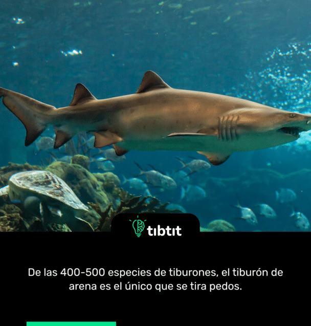 De las 400-500 especies de tiburones, el tiburón de arena es el único que se tira pedos.