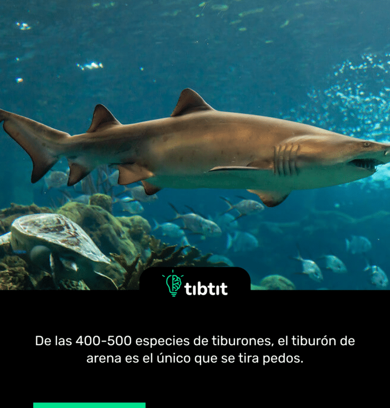 De las 400-500 especies de tiburones, el tiburón de arena es el único que se tira pedos.