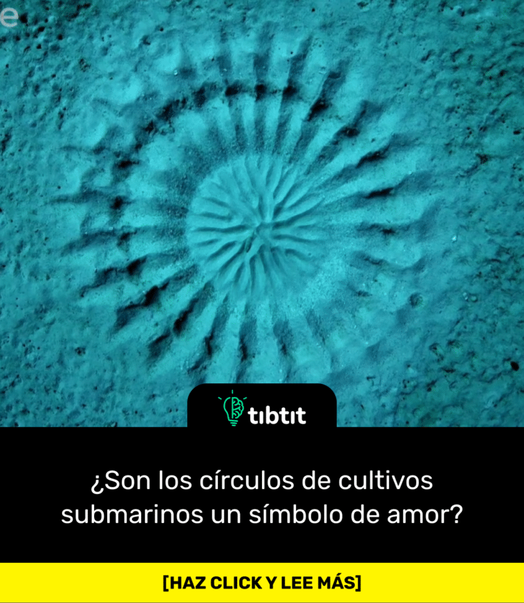 ¿Son los círculos de cultivos submarinos un símbolo de amor?