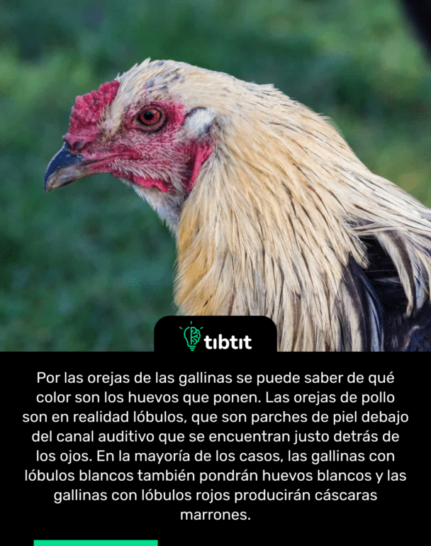 Por las orejas de las gallinas se puede saber de qué color son los huevos que ponen. Las orejas de pollo son en realidad lóbulos, que son parches de piel debajo del canal auditivo que se encuentran justo detrás de los ojos. En la mayoría de los casos, las gallinas con lóbulos blancos también pondrán huevos blancos y las gallinas con lóbulos rojos producirán cáscaras marrones.