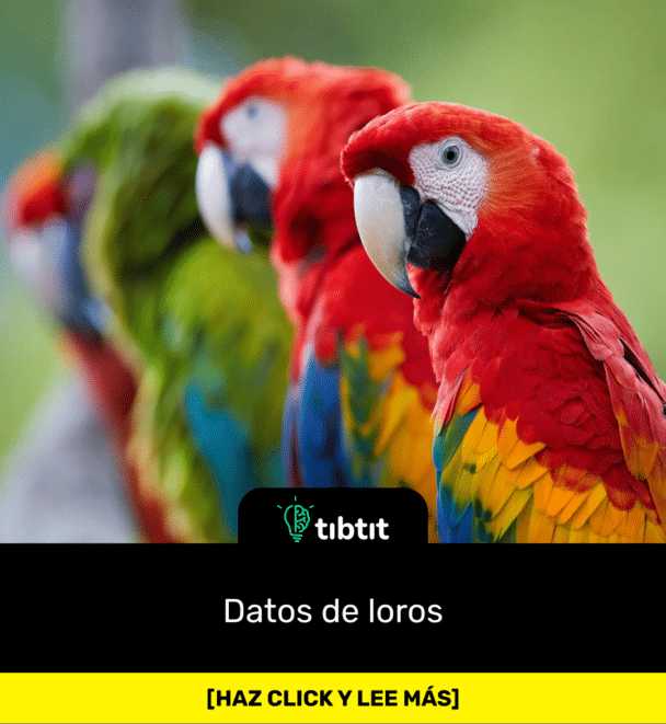 Datos de loros
