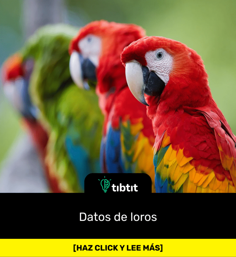 Datos de loros