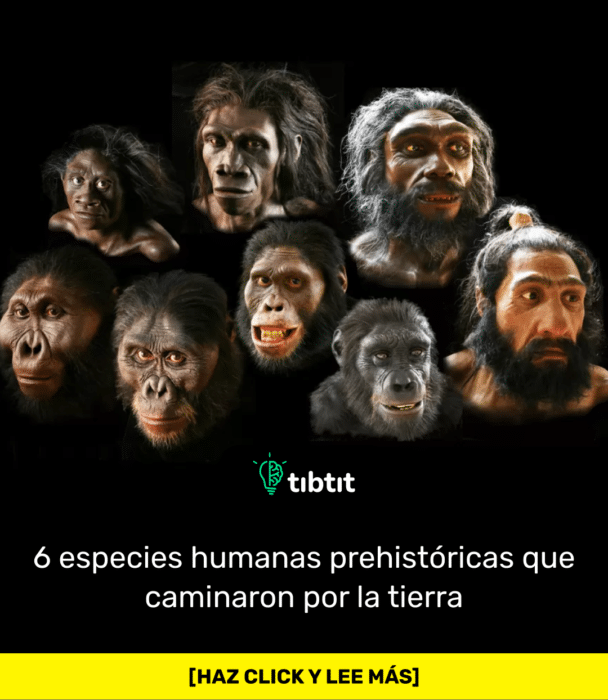 6 especies humanas prehistóricas que caminaron por la tierra