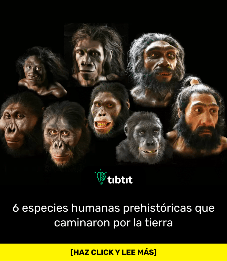 6 especies humanas prehistóricas que caminaron por la tierra
