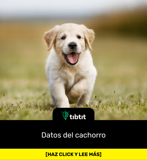 Datos del cachorro