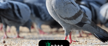 ¿Por qué las palomas mueven la cabeza cuando caminan?